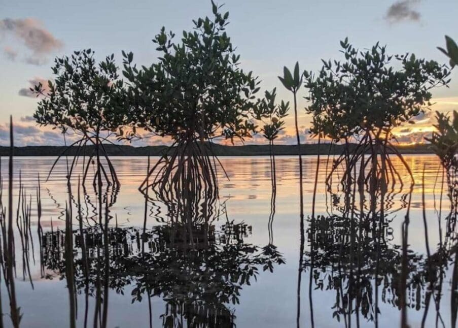Image: Mangroves in Alice Town, Bahamas