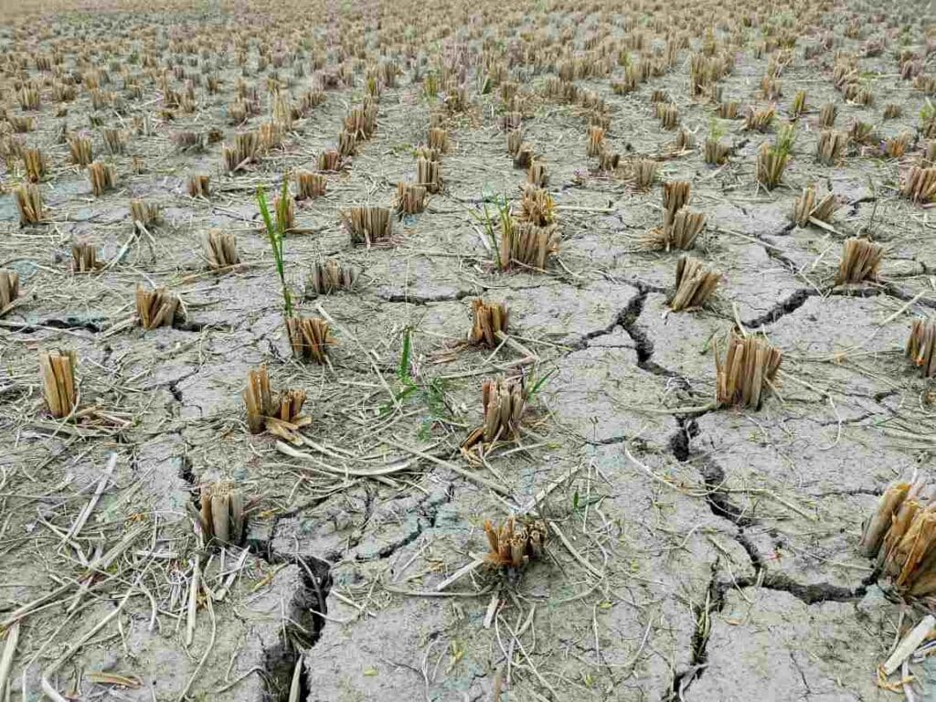 Severe drought (s. science, climate)