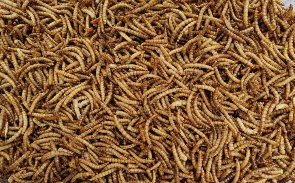 Image: dried mealworms
