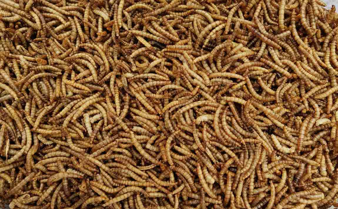 Image: dried mealworms