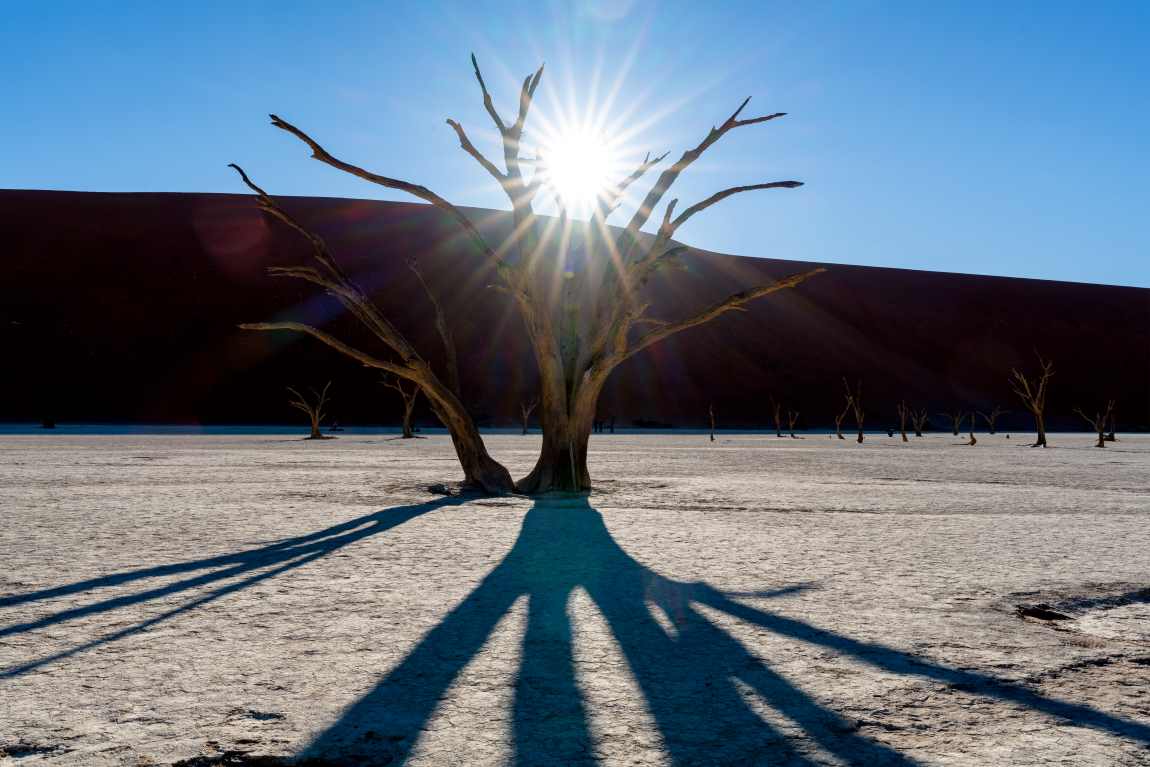 Image: A tree in desert