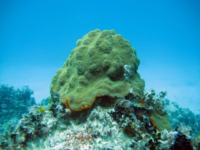 noaa coral res