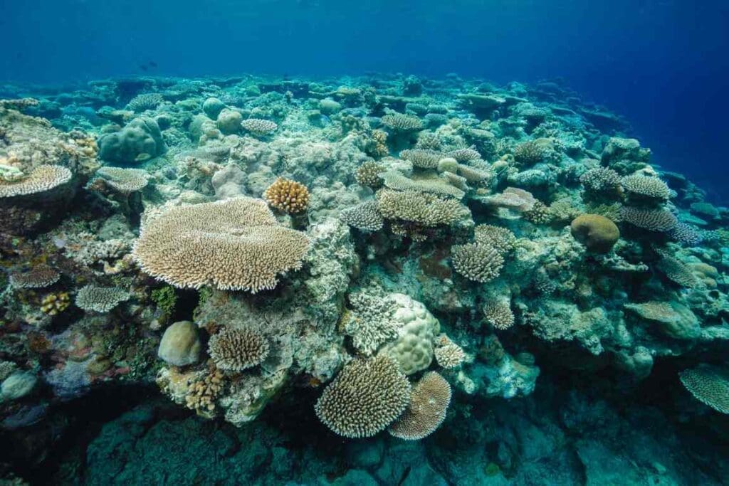 Corals on shallow reefs in Palau