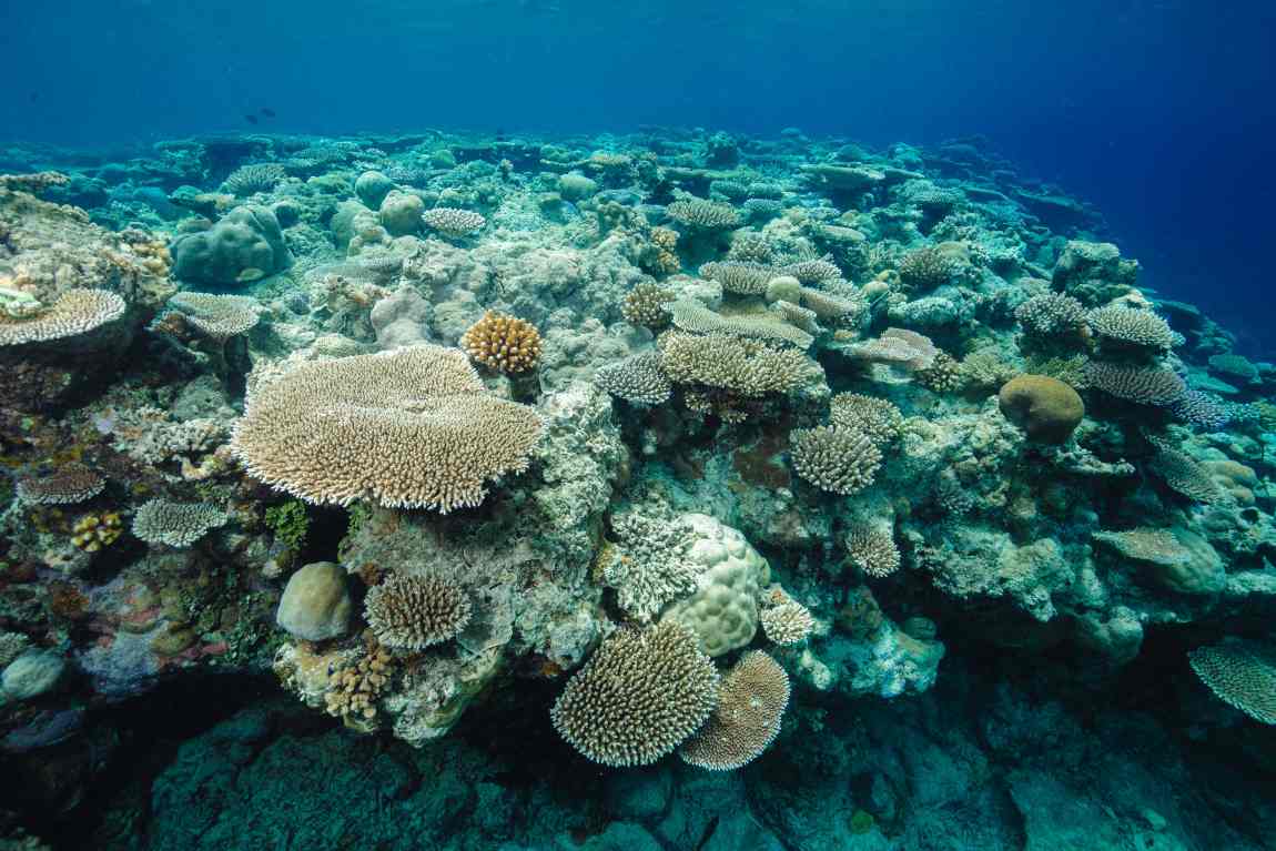 Corals struggle to reproduce without nearby neighbors