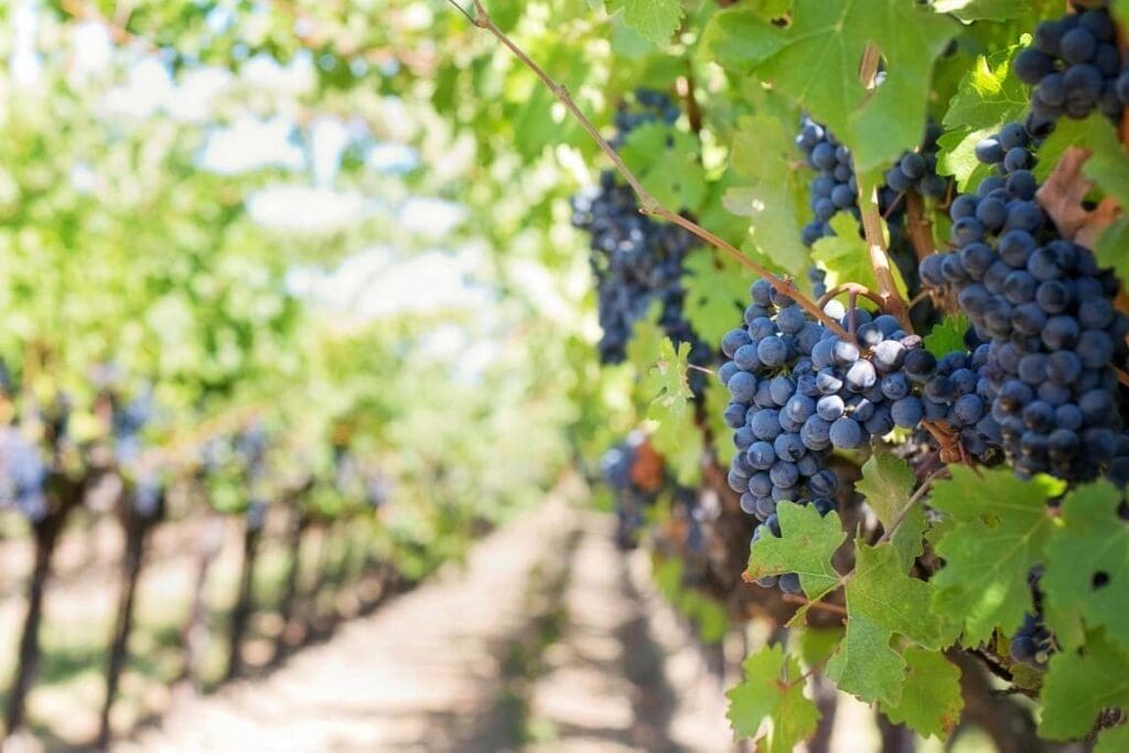 Image: Grapes on vineyard during daytime