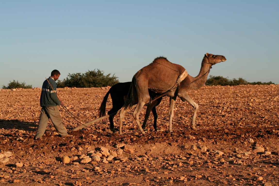 Image: Farmer with camel on rural field