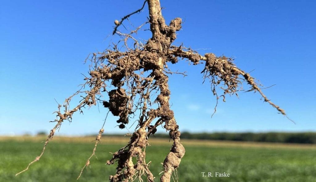 New research targets soybean resilience to devastating nematode infestations Image: root of a plant
