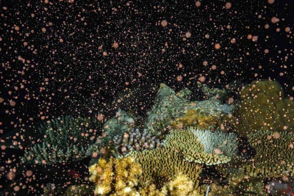 sci coral res