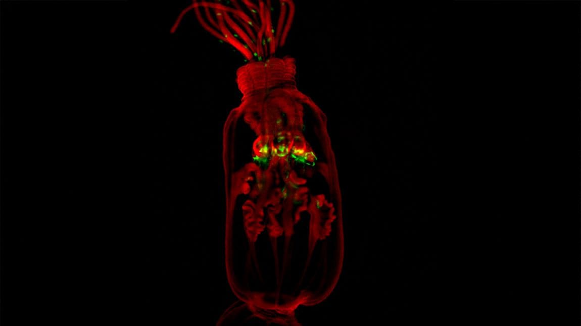 Could stem cell transplants rescue corals from climate-driven collapse?