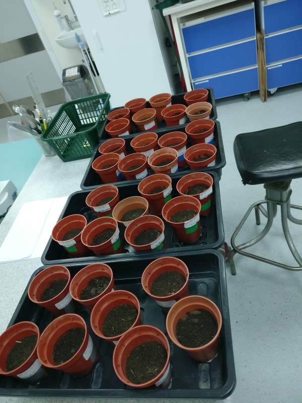 Image: pots of soil that went into the experiments (s. climate change, soil microbes, weather events)