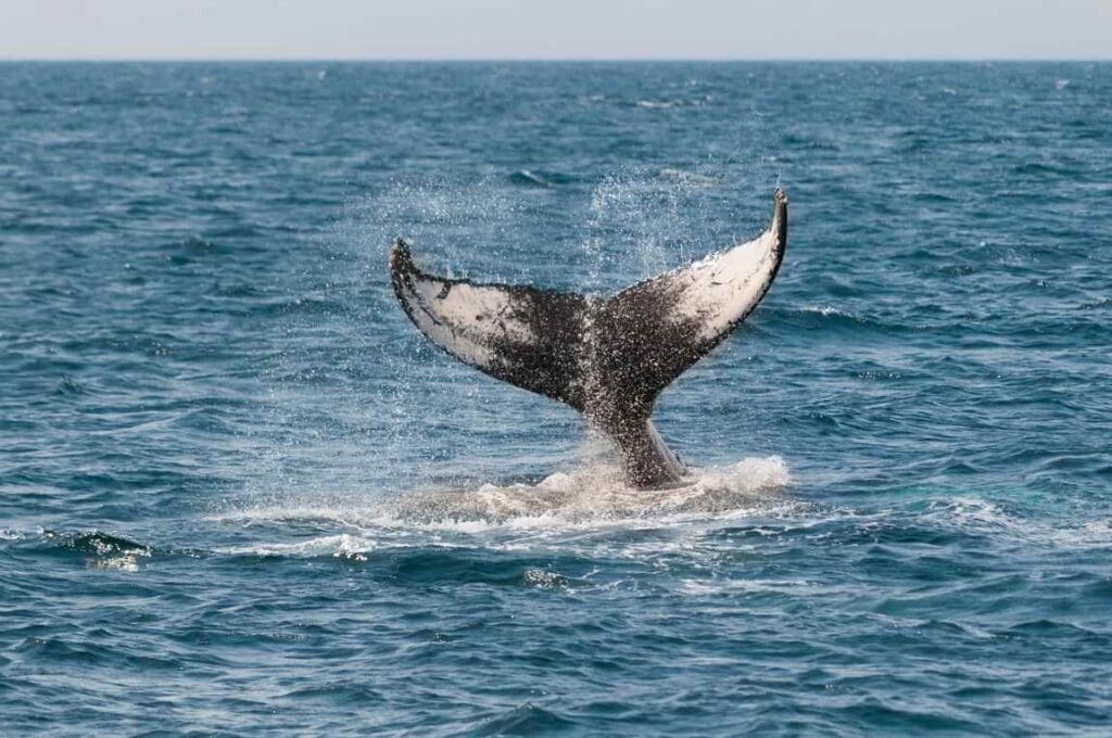AI tool aims to uncover wildlife secrets from online photos Image: Whale fluke