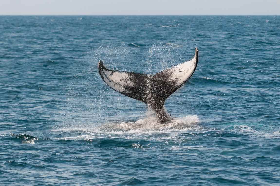 Image: Whale fluke