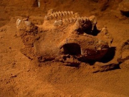 Skull of a short-faced kangaroo Simosthenurus occidentalis in Victoria Fossil Cave, Naracoorte World Heritage Area, South Australia