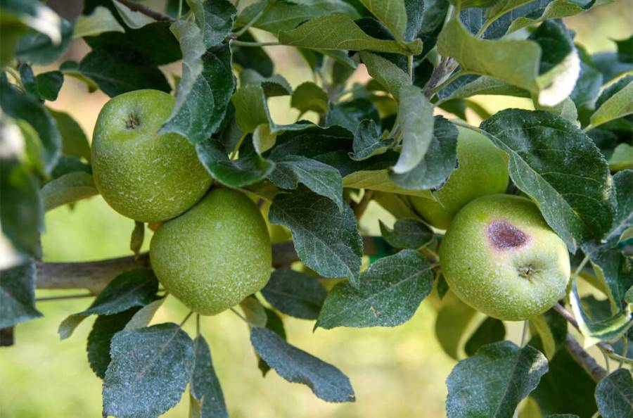 Apples on a branch with one damaged by Sun 