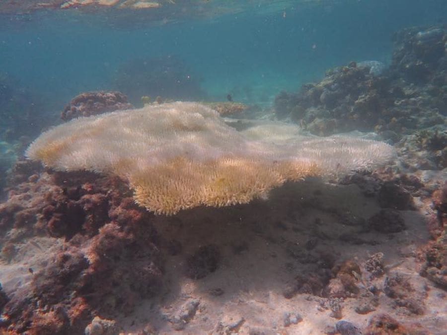 Bleached Acropora table coral on One Tree Island reef, southern Great Barrier Reef, April 2024