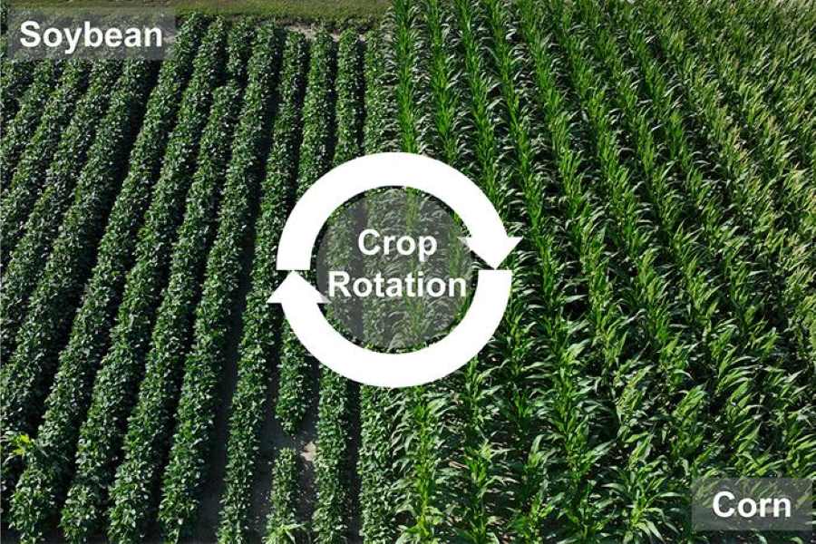 Crop Rotation (climate adaptation)