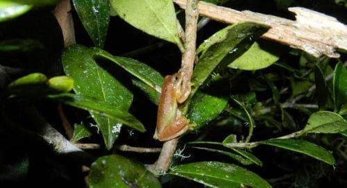 A Lesser tree frog (Dendropsophus minutus)