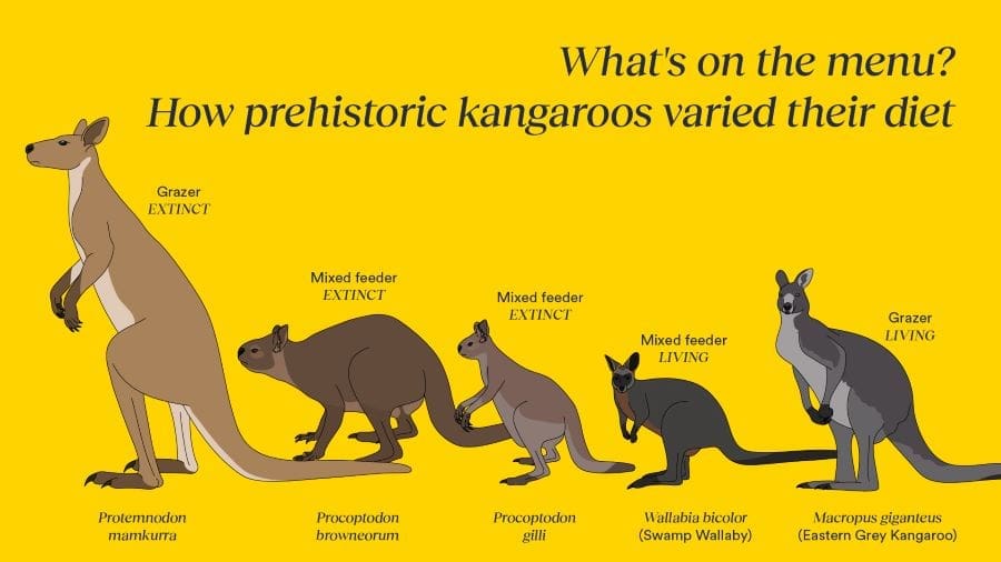 Prehistoric kangaroos' adaptable diets unlock secrets of survival 1 Species living together at Naracoorte in the Pleistocene had similar diets, which seem unrelated to their trajectories through the megafaunal extinctions.