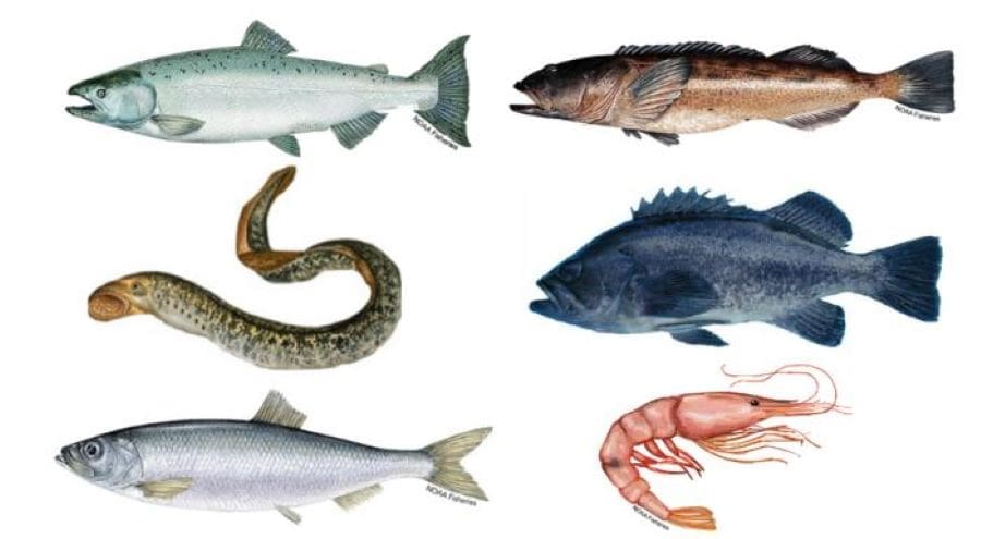 The researchers quantified anthropogenic particles (microplastics) that they found in the edible tissue of six species: Chinook salmon, lingcod, black rockfish, pink shrimp, Pacific herring, and Pacific lamprey