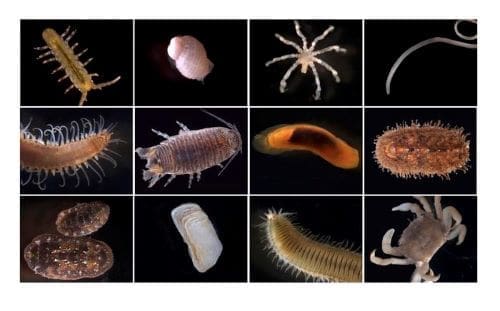 A diversity of invertebrates live within the mussel bed at Dillon Beach, California