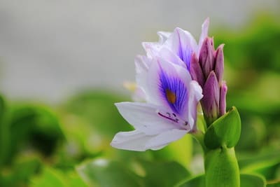 Water Hyacinth, Lake Naivasha, Kenya