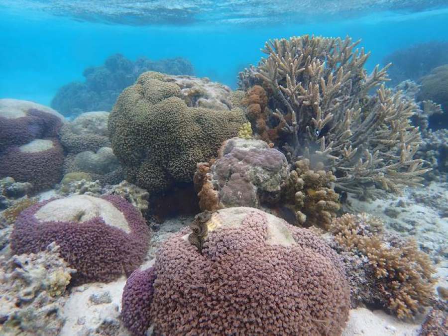 Coral at One Tree Island reef in April 2022 before the bleaching event