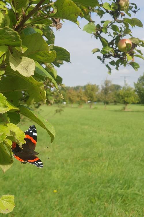Tree crops as a key to biodiversity, climate, and sustainable agriculture Image: Red admiral butterfly in a meadow orchard in Germany