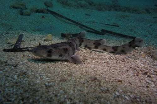 The near-threatened nursehound shark (Scyliorhinus stellaris) off the coast of Malta