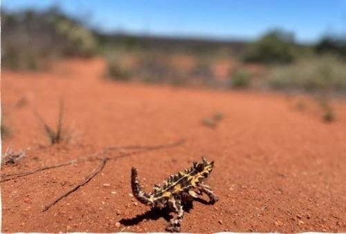 A thorny devil in the desert (climate change effects study)