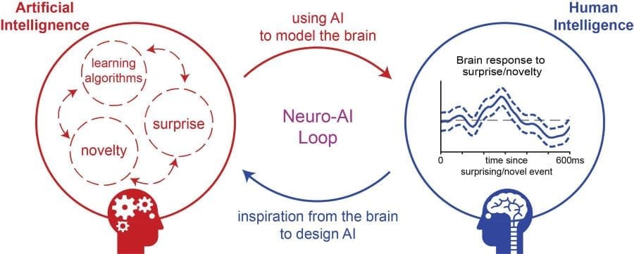 Graphic: AI-model that replicates human responses to novelty and surprise