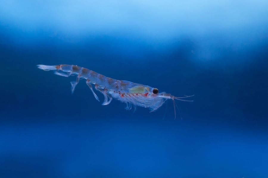 A single krill specimen in blue water