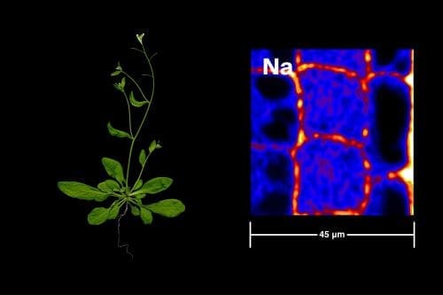 A sample of Arabica root (left) was used to observe the distribution of salt in its cells (right)