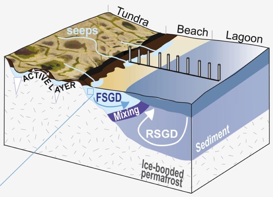 An illustration published with this study shows how arctic subterranean estuaries carry fresh groundwater into the sea, where it becomes submarine groundwater discharge