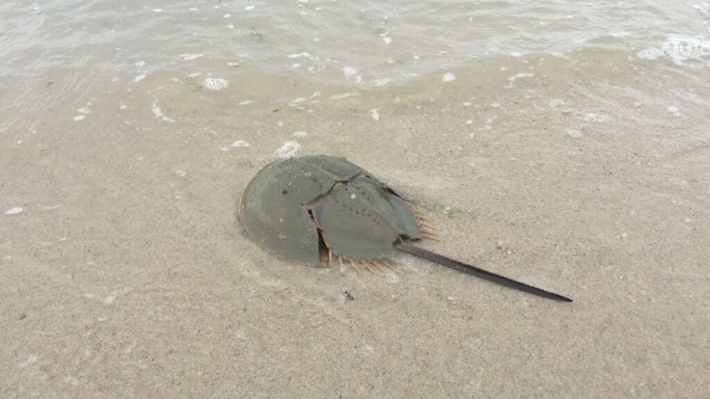 Coastal horseshoe crab (in the photo) that the researchers spotted on the beach at East Coast Park, Singapore