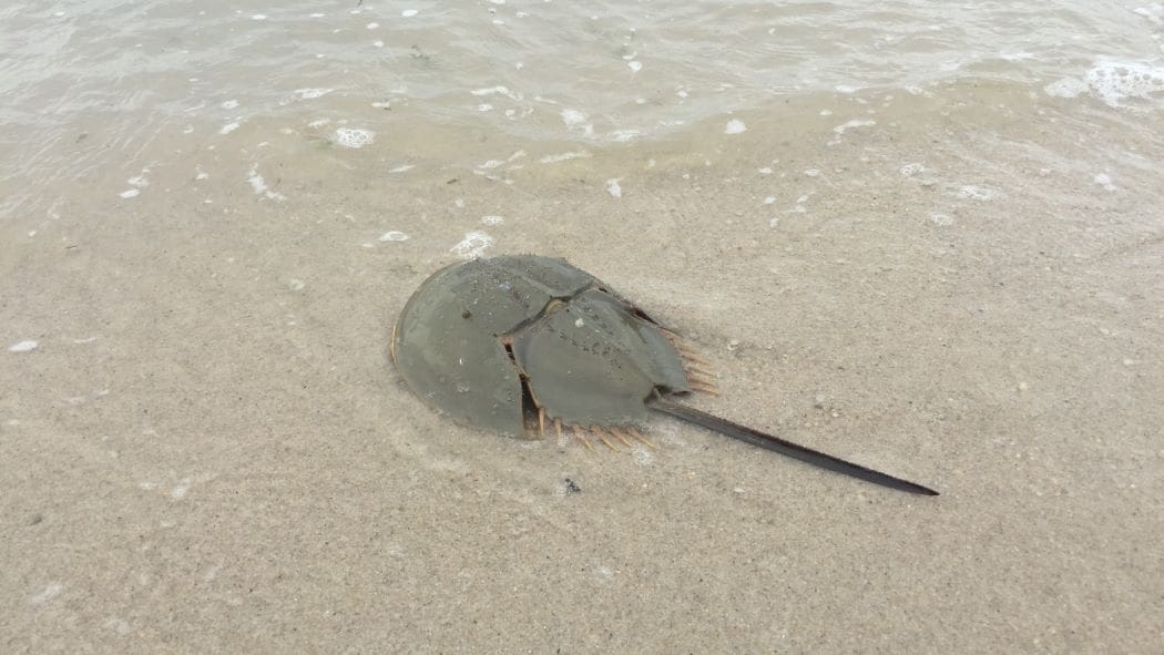 Conservation strategies mapped for Asia’s horseshoe crabs