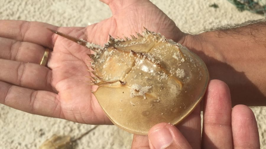 The photo shows the moult of a young tri-spine horseshoe crab – an endangered species – found on the beach at Beihai, China. The genomic data gathered by NUS researchers on this species provides a launchpad for conservation strategies. Credit: Tang Qian