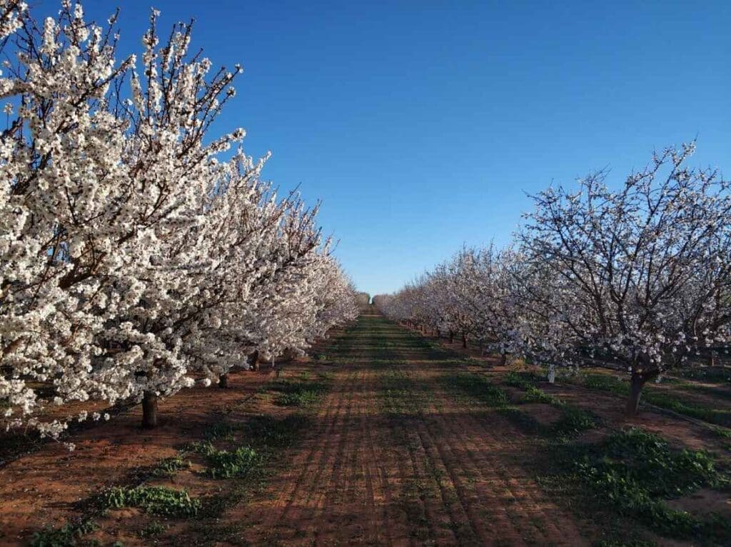 The crucial link between pollinators and food quality Almond plantation in bloom in Australia