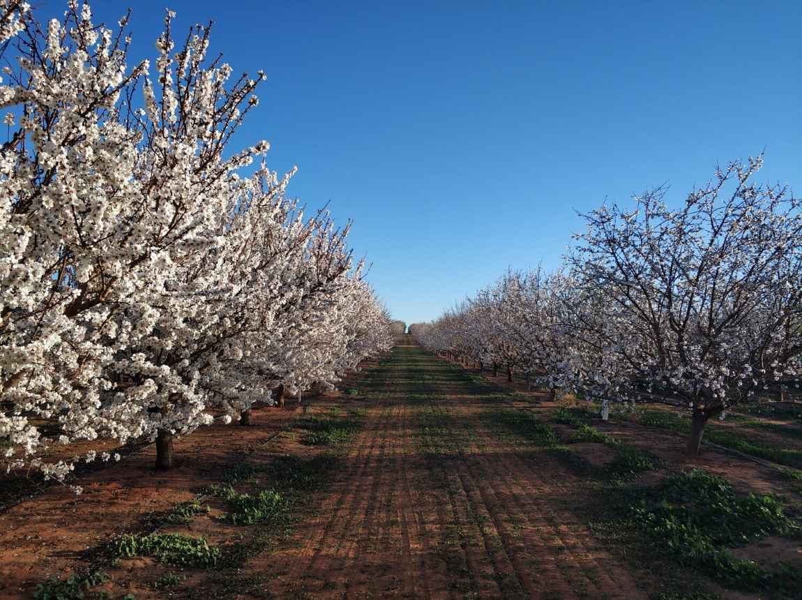 The crucial link between pollinators and food quality