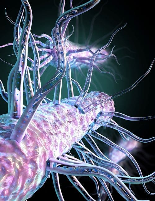 Climate Science Digest: January 16, 2025 3 Bacteria nanowires