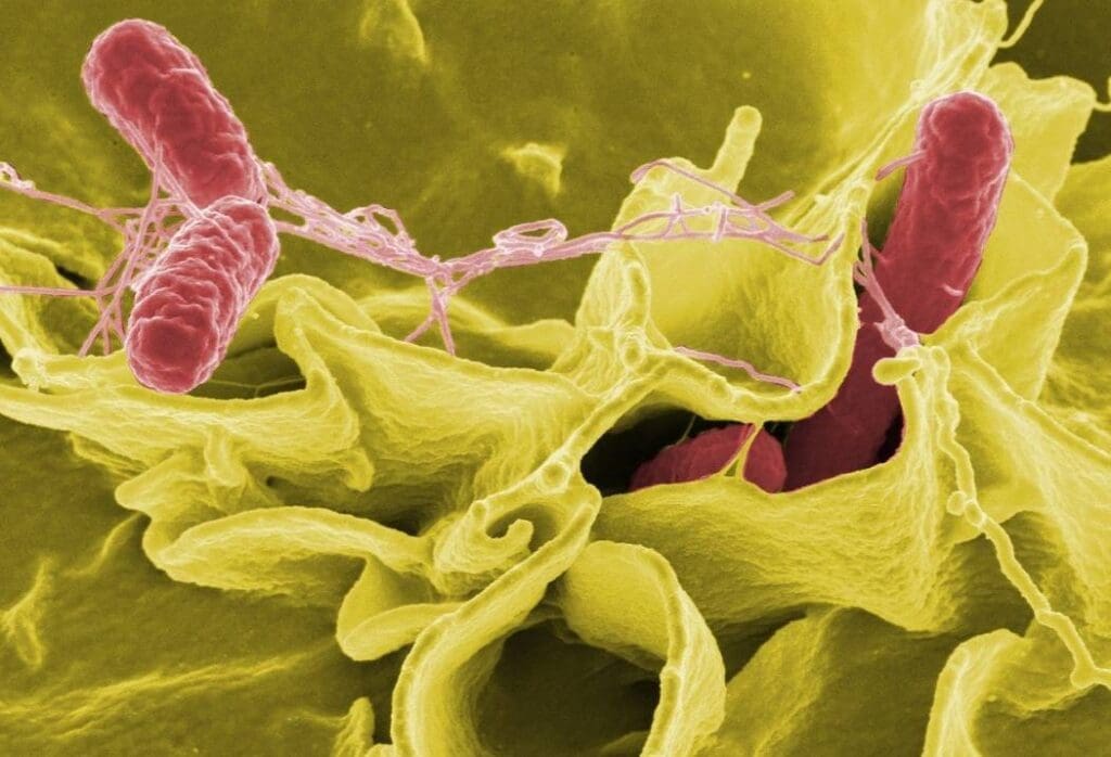 Bacteria, Salmonella, Pathogens image