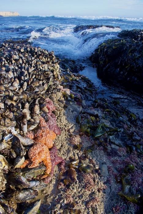 Image: Intertidal assemblage (climate change reshuffles species)