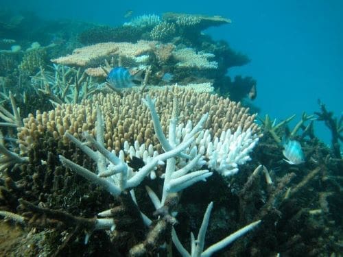Climate Science Digest: January 14, 2025 3 A small group of tiny fish swimming among bleached and dead corals in the Great Barrier Reef