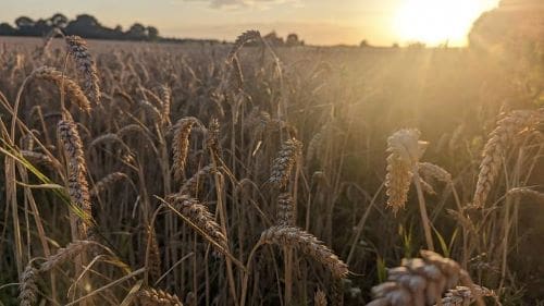 Bread wheat field