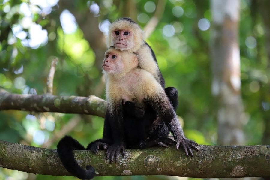 Climate Science Digest: January 23, 2025 Capuchin monkeys