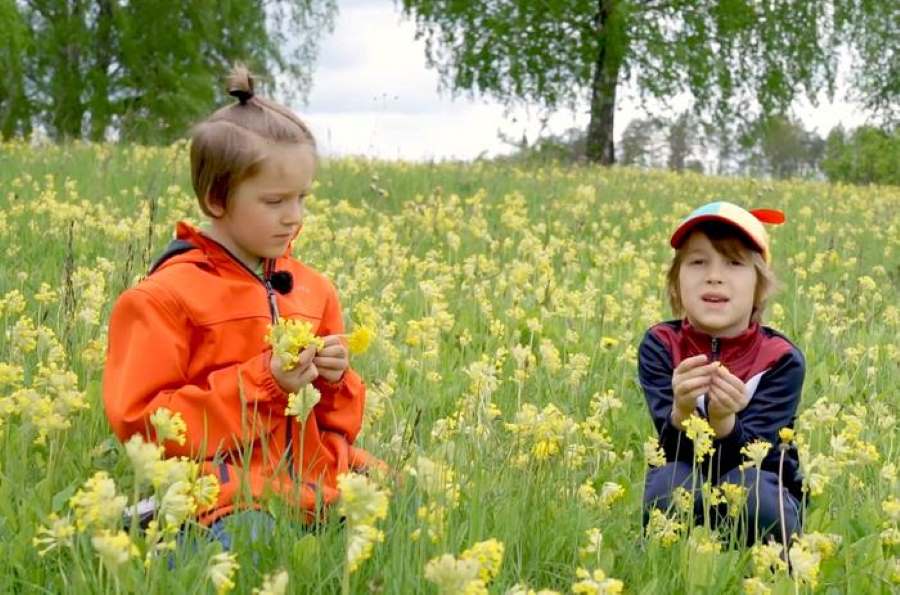 Climate Science Digest: January 23, 2025 The cowslip observations were carried out with the help of citizen scientists from 32 countries in over 5,200 locations (science)