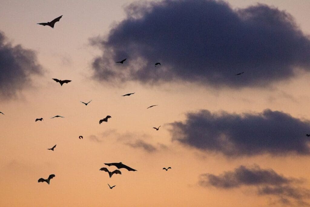 Bats ride storm winds to save energy on long migrations Bats flying