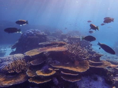 Climate Science Digest: January 14, 2025 2 A group of parrotfish swimming in a reef composed of branching, table and massive corals in the Great Barrier Reef - climate adaptation
