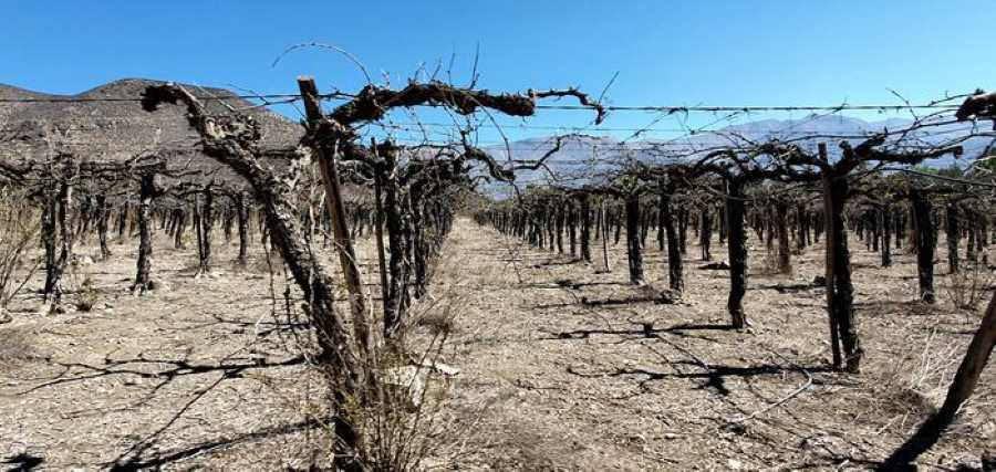 Dead vines in the region around Los Andes