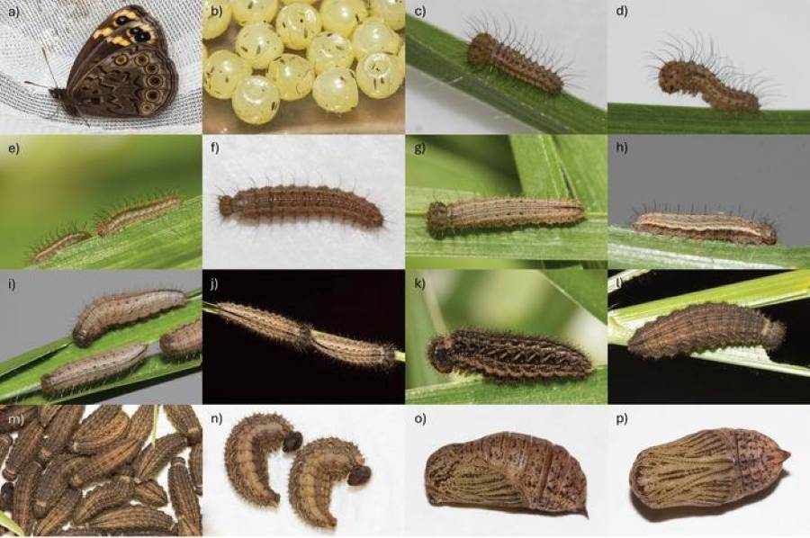 Photographs of the life stages of Dira clytus clytus taken during its rearing a adult b eggs c, d newly hatched larva (dorsal and lateral views) e first instar larva (three days old) f first instar larva preparing to moult (nine days old) g, h second instar larva (dorsal and lateral views) i third instar larva j fourth instar larva k, l fifth instar larva (dorsal and lateral views) m fifth instar larvae huddling together in a big group n pre-pupal form o, p pupa (lateral and ventral views)