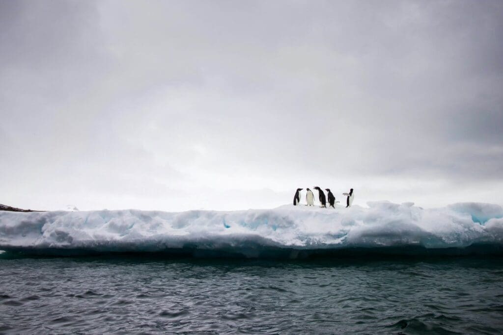 Antarctic sea ice rebounds from record lows - penguins on ice